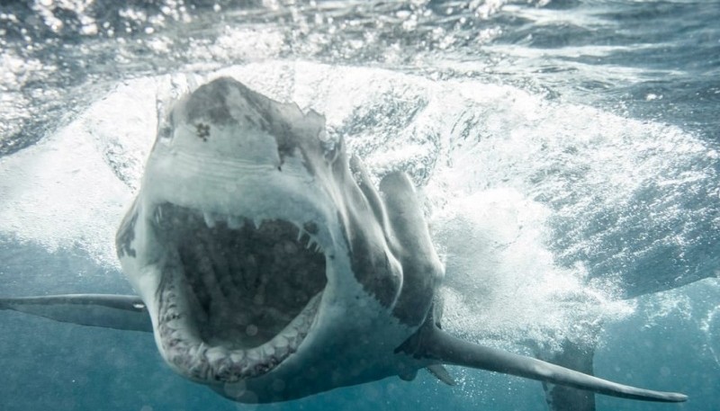 Aumento el índice de ataques de tiburones 