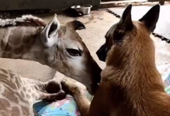 Captura de pantalla del video que muestra la amistad entre una jirafa y un perro.