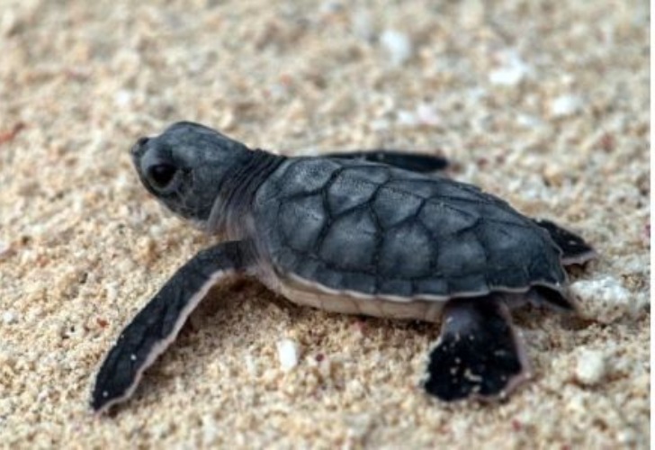 Imagen ilustrativa de una tortuga marina bebé. 