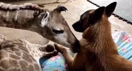 Un perro cuida a una jirafa bebé abandonada