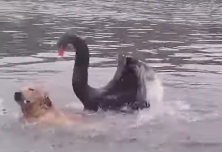 Captura de video del momento en que el cisne negro ataca al perro en un lago en China..