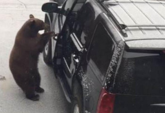 El momento en que el oso abre la puerta del auto. Foto: Captura de video