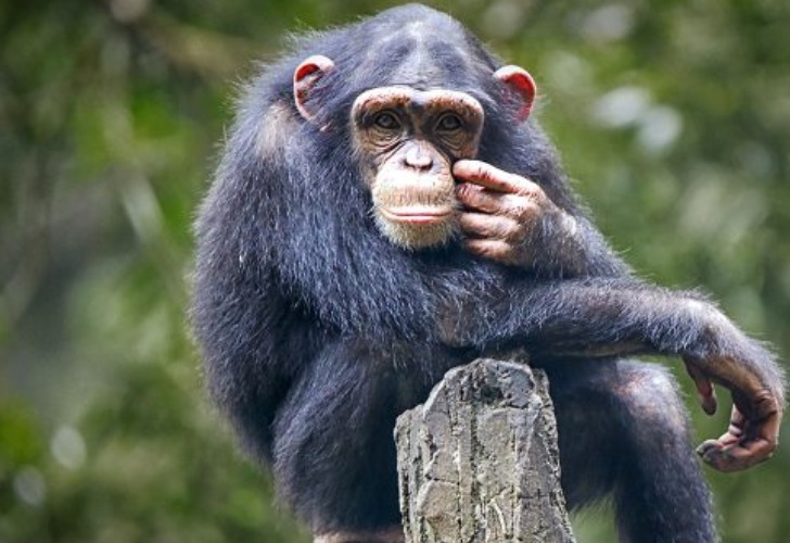 Imagen ilustrativa de un chimpancé. 