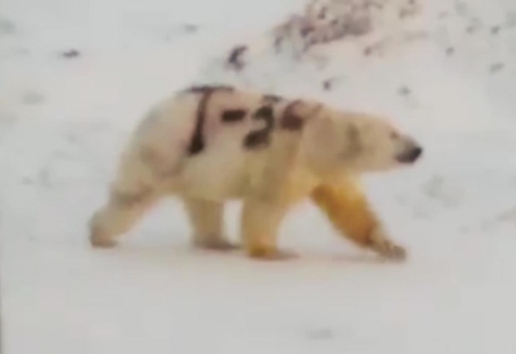 Captura de video. Así se ve el oso con el cuerpo pintado. 