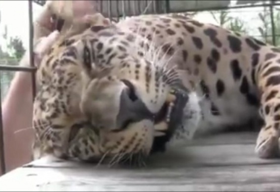 Captura de video del momento en que el hombre mete la mano en la jaula del leopardo. 