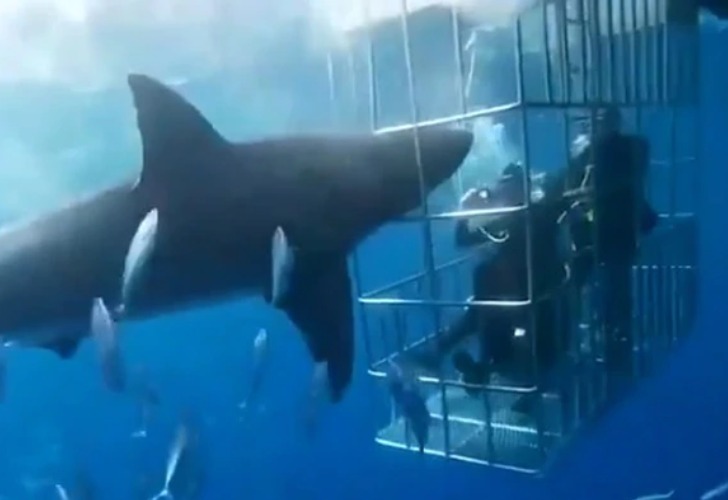 Captura de video del momento en que el tiburón quedó atrapado en la jaula. 