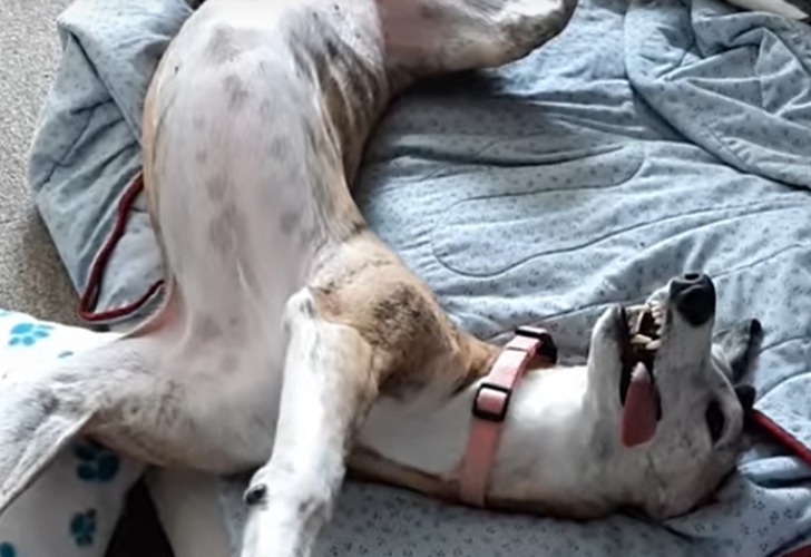 Captura de video | Jóker, la perra que conquistó la web por imitar a una estatua. 