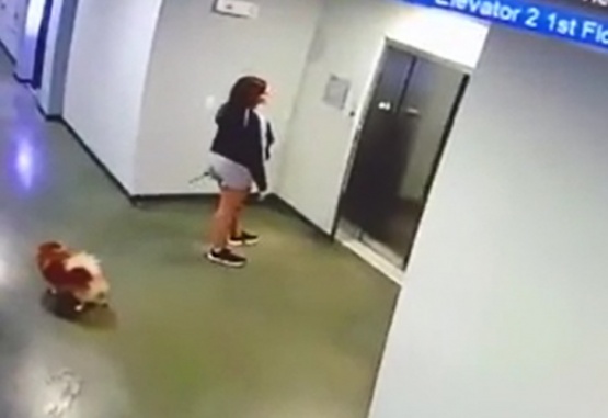 Captura de video del momento en que el perro está por subir al ascensor con su dueña.