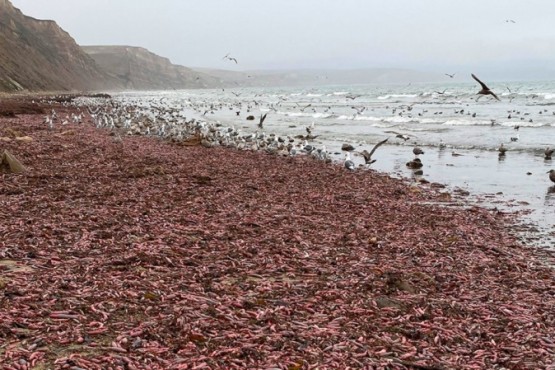 El pez pene en la costa de Californía 