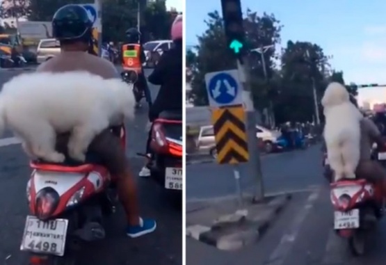 Captura de video del paseo de este perro con su dueño... ¡en moto!
