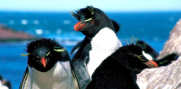 Parque Interjurisdiccional Marino Isla Pingüino.