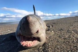 Un tiburón en la costa de Tierra del Fuego