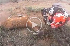 Motociclistas socorrieron a un guanaco