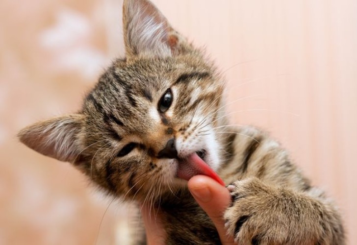 Imagen de carácter ilustrativo. Un especialista explica el comportamiento de los gatos hacia sus dueños.
