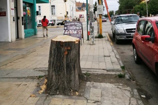 Árbol cortado en Av. Kirchner.