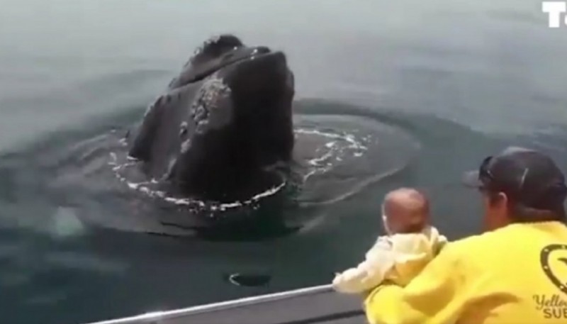 La bebé junto a la ballena. 