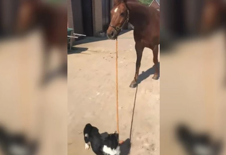 Captura de video del momento en que el perro saca a pasear a un caballo.