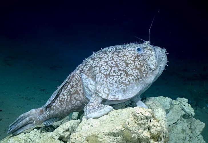 A este pez, los exploradores lo confundieron con una roca. Foto: Gentileza CNN