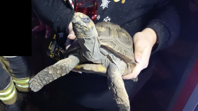 La tortuga fue rescatada.