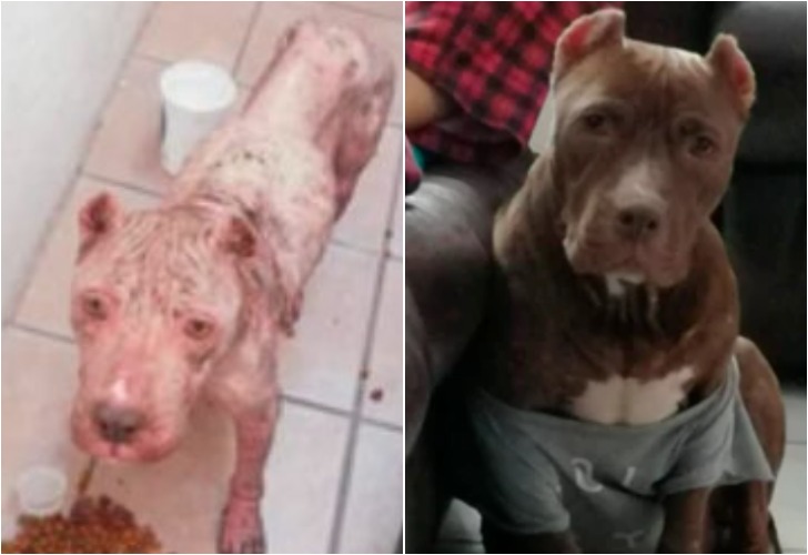 El antes y el después de este perro sorprendió a todos.