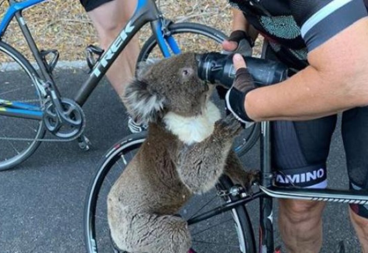 El animal se acercó a la mujer quien no dudó en ayudarlo. Foto: Instagram @bikebug2019 