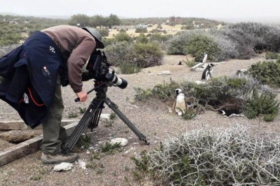 Documentando los Pingüinos. 