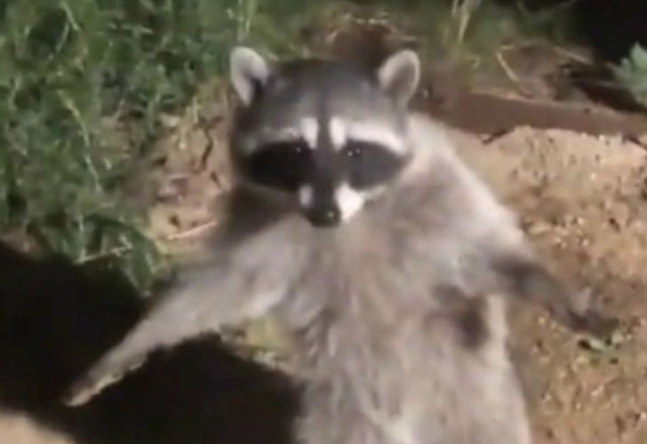 Captura de video del momento en que uno de los mapaches finge ser estatua. 