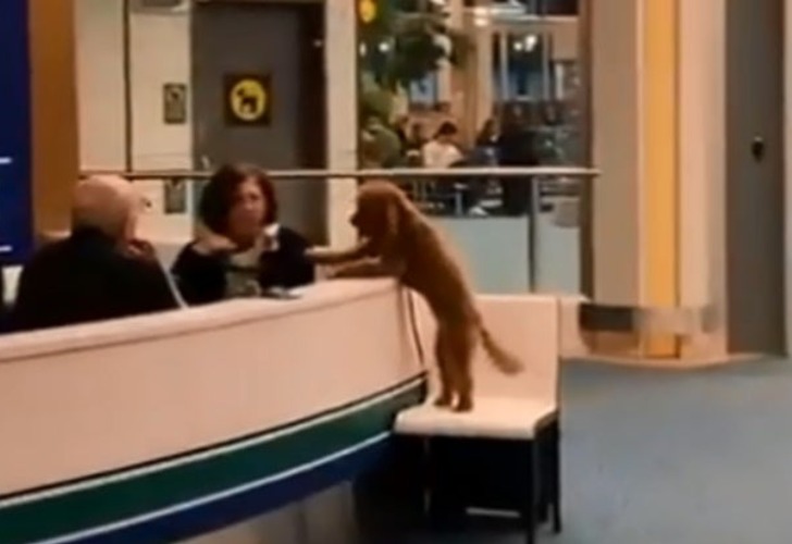 Captura de video del momento en que este adorable perro se acerca a la mujer.