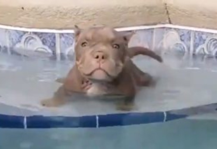 Captura de video del momento en que el perro comienza a nadar.