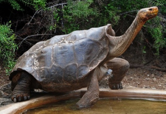 Diego, la tortuga que ayudó a salvar a su especie. Foto: Gentileza Daily Mail