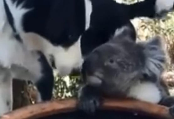 Captura del video del momento en que el perro y el koala comparten agua en una casa en Australia.