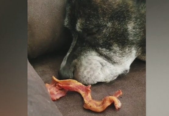 Captura de video del momento en que el dueño del perro le acerca un trozo de panceta.