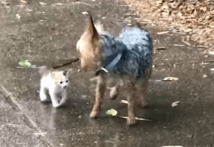 Captura de video del momento en que el perro socorre al gato. 