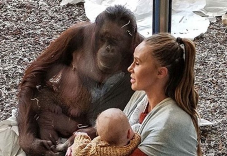 Las imágenes de la orangutana se viralizaron rápidamente por la ternura de su contenido. Gentileza Daily Mail 