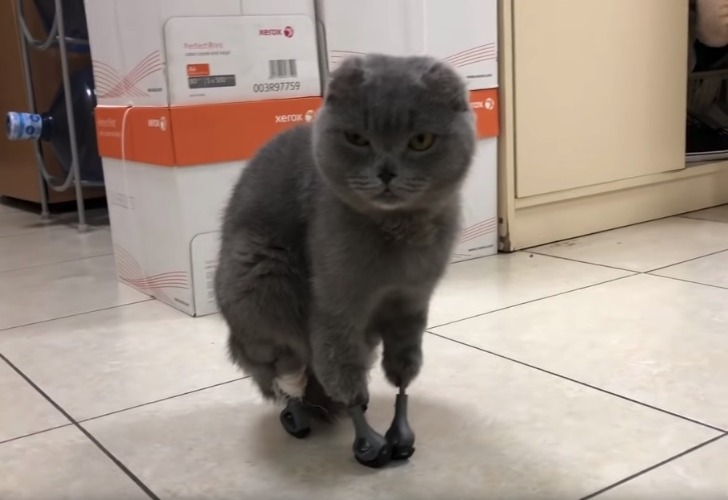 El gato con sus prótesis fueron furor en la web.