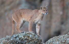 Presentarán datos y conclusiones sobre el comportamiento del puma