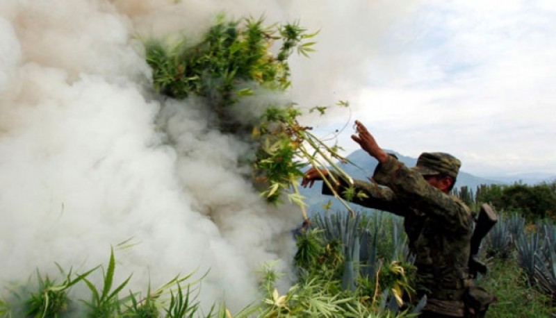 Quema de plantas de marihuana (Foto Ilustrativa)