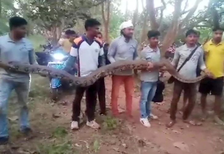Captura de video del momento en que sacan a las serpientes de las tuberías abandonadas en la India.