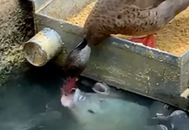 Parte del video que muestra cómo este pato le lleva alimento a los peces.