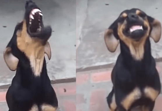 Captura de video del momento en que la perra, llamada Patricia, comienza a reírse.
