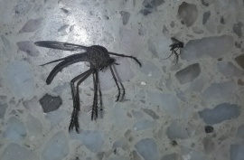 Un "mosquito gigante" causó furor en las redes