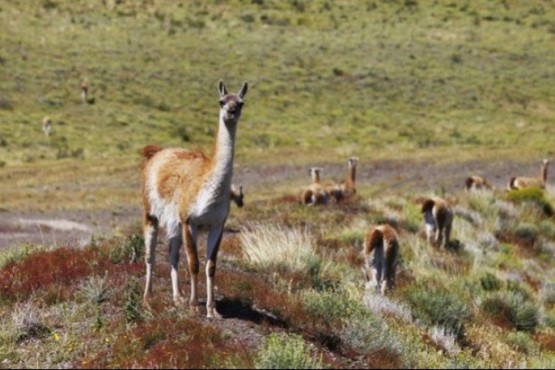 Guanaco (foto ilustrativa).