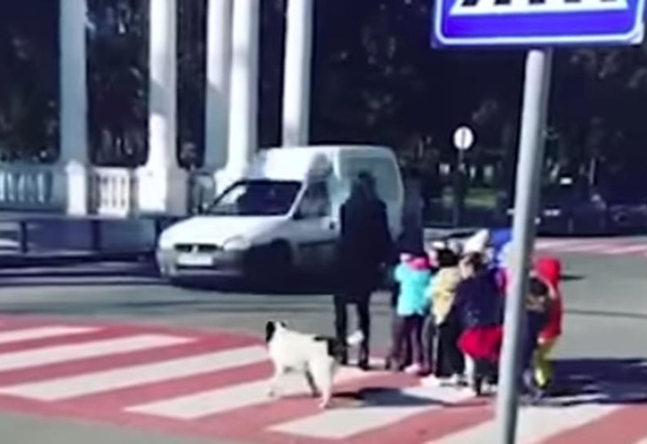 Captura de video del momento en que el perro corta el tránsito para que crucen los nenes. 