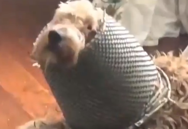 Captura de video del momento en que la dueña descubre que su perro destrozó su living.