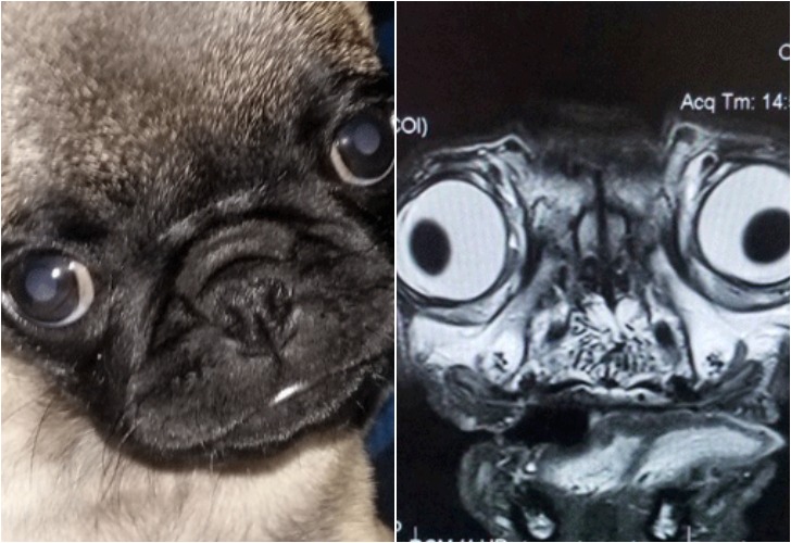 El perro pug y su radiografía, causaron sorpresa en Twitter.
