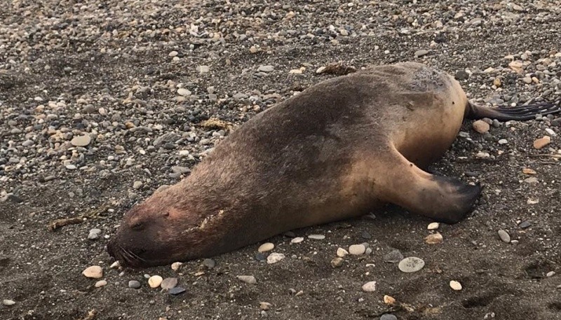 Lobo marino que apareció sin vida en la ría.