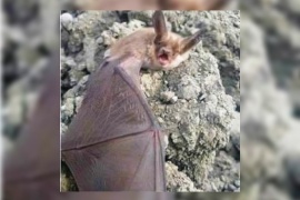 Encontró murciélagos en las Represas y generó temor por el Coronavirus