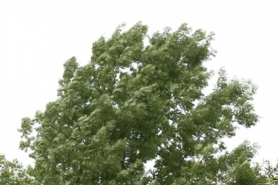 Árbol afectado por el viento (foto ilustrativa).