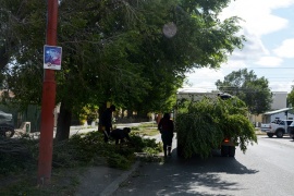 A causa del viento, cayó un árbol en zona céntrica de la ciudad