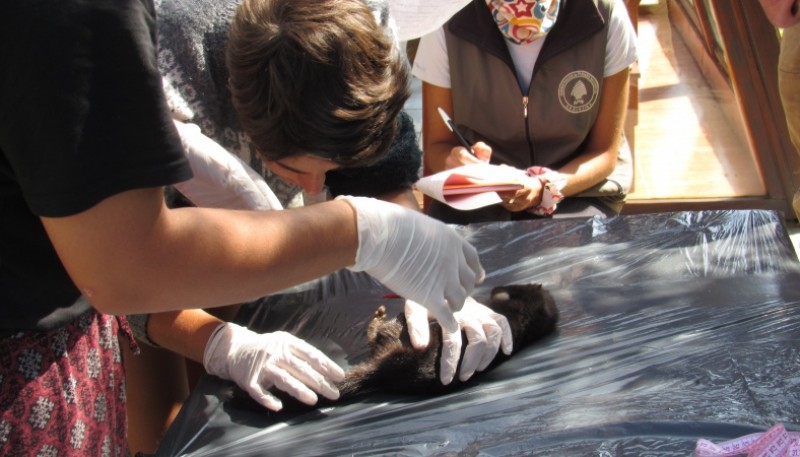 También se realizarán análisis genéticos para determinar posibles enfermedades transmisibles a la fauna silvestre